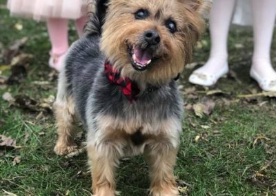 Dog at wedding